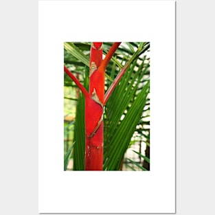 Red palm Posters and Art